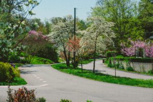 Dogwood arts driving walking trail with blooming dogwood trees in knoxville tennessee