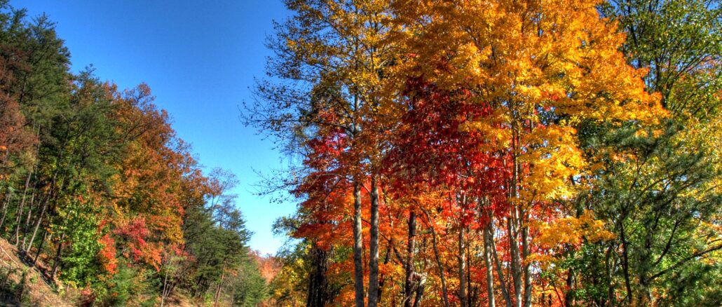 car road in smoky mountains looking at bright fall trees changing for fall
