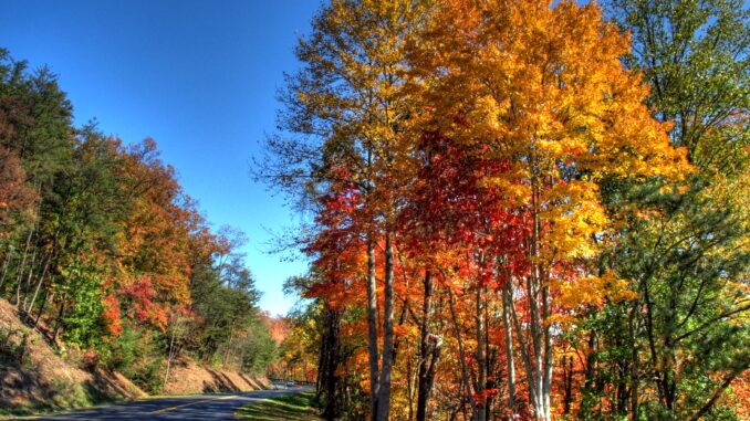 car road in smoky mountains looking at bright fall trees changing for fall