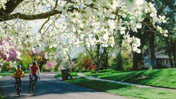 dogwood trails | Knoxville Tennessee dogwood trails