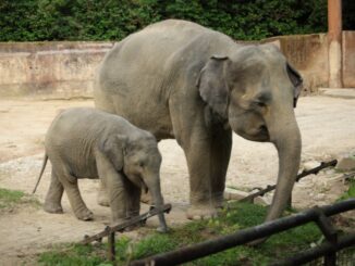 elephants at the knoxville zoo baby elephant