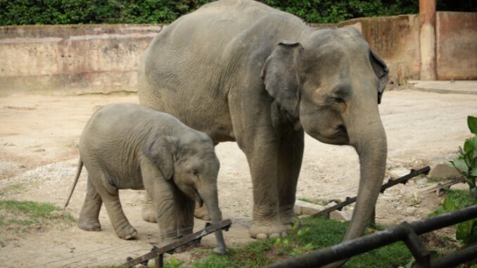 elephants at the knoxville zoo baby elephant