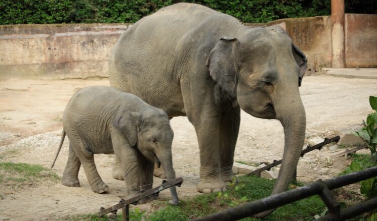 elephants at the knoxville zoo baby elephant