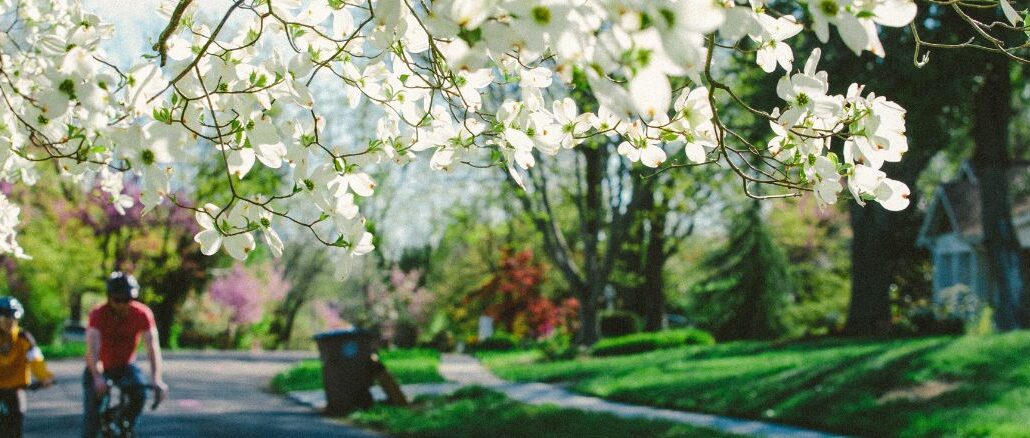 White dogwood tree blooming in knoxville tennessee on the dogwood trail in spring time