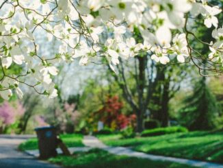 White dogwood tree blooming in knoxville tennessee on the dogwood trail in spring time