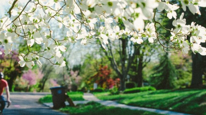 White dogwood tree blooming in knoxville tennessee on the dogwood trail in spring time