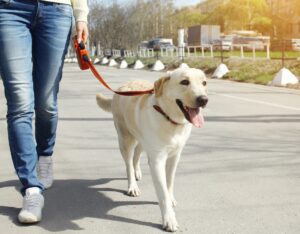 Dog walking through knoxville dog park