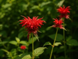 Bee Balm flower in smoky mountains tennessee
