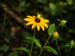 Black-eyed Susan flower in smoky mountains tennessee