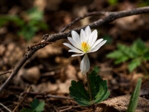 Bloodroot flower in smoky mountains tennessee