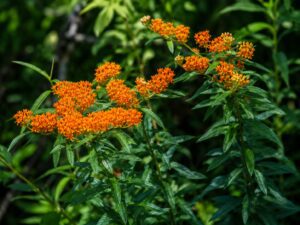 Butterfly Weed flower in smoky mountains tennessee