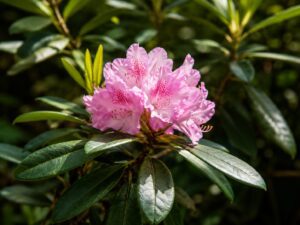 Catawba Rhododendron flower in smoky mountains tennessee