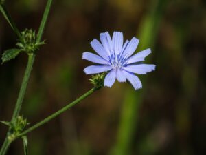 Chicory flower in smoky mountains tennessee