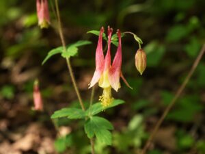 Columbine flower in smoky mountains tennessee