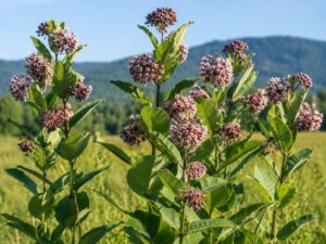 Common Milkweed flower in smoky mountains tennessee