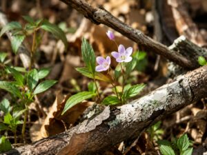 Common Wood Sorrelflower in smoky mountains tennessee