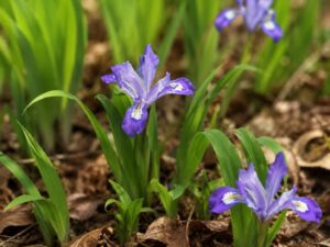 Dwarf Iris in smoky mountains tennessee
