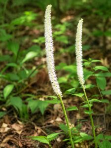 Fairy Wand in smoky mountains tennessee
