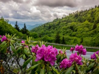 Smoky mountain wildflowers rhododendron near clingmans dome in east tennessee