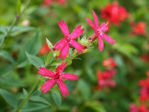 Fire Pink flower in smoky mountains tennessee