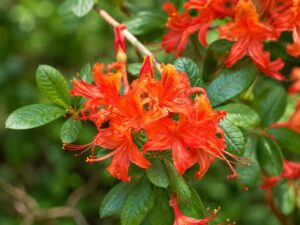 Flame Azalea flower in smoky mountains tennessee