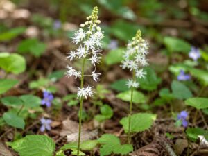 Foamflower flower in smoky mountains tennessee