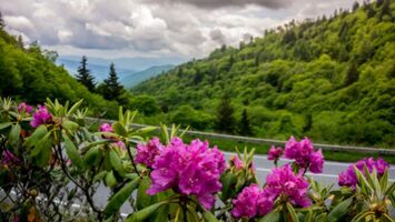 wildflowers in smoky mountains