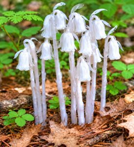 Indian Ghost Pipe Plant in smoky mountains tennessee
