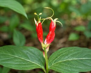 Indian Pink flower in smoky mountains tennessee