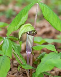 Jack-In-The-Pulpit flower in smoky mountains tennessee