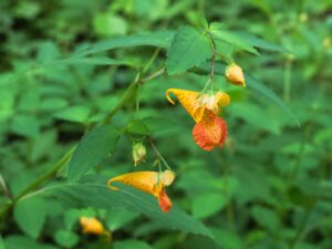 Jewelweed flower in smoky mountains tennessee