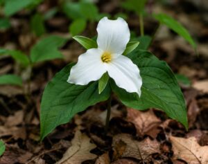 Large Flowered Trillium flower in smoky mountains tennessee