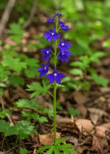 Larkspur flower in smoky mountains tennessee