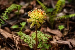 Lousewort flower in smoky mountains tennessee