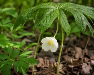 Mayapple flower in smoky mountains tennessee