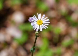 Robins Plantain flower in smoky mountains tennessee