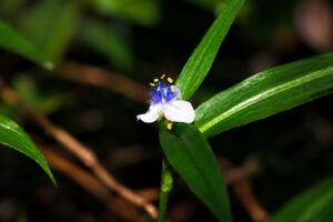 Spiderwort flower in smoky mountains tennessee