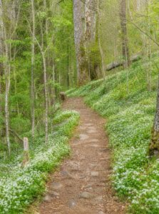 Spring Beauty flower along smoky mountain trail