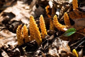 Squaw root plant flower in smoky mountains tennessee