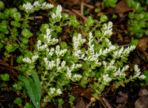 Stonecrop flower in smoky mountains tennessee