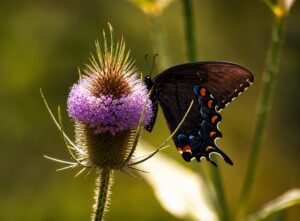 Teasel flower in smoky mountains tennessee