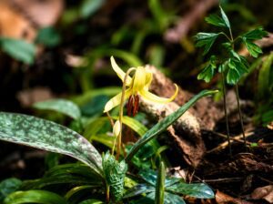 Trout Lily flower in smoky mountains tennessee