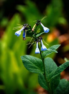 Virginia Bluebells flower in smoky mountains tennessee