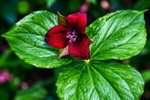 Wakerobin flower flower in smoky mountains tennessee