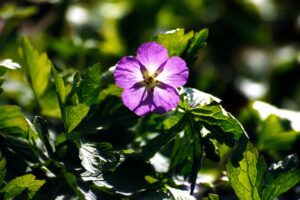 Wild Geranium flower in smoky mountains tennessee