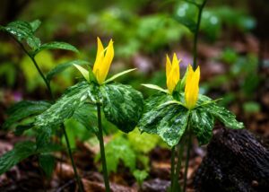 Yellow Trillium Flower in smoky mountains tennessee