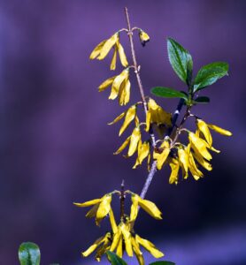 witch hazel flower in smoky mountains tennessee