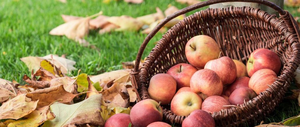 basket of apples sitting in a pile of leaves on an orchard in tennessee