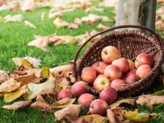 basket of apples sitting in a pile of leaves on an orchard in tennessee