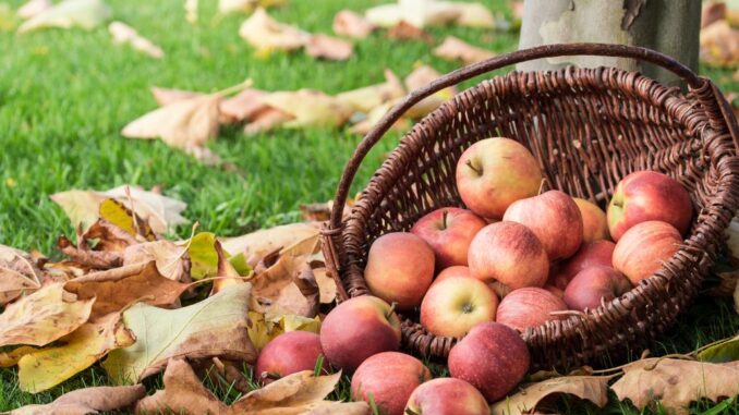 basket of apples sitting in a pile of leaves on an orchard in tennessee